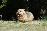 NORWICH TERRIER 066